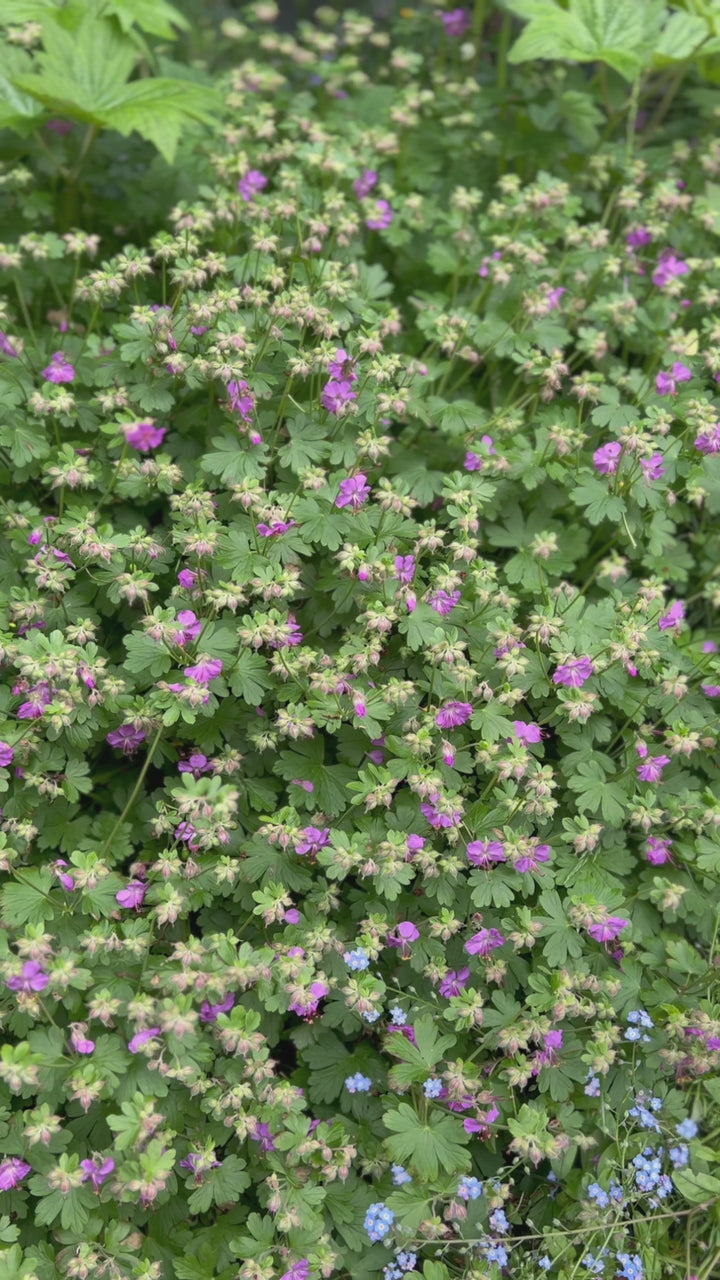 The Bee Garden Bouquet